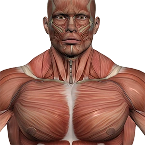 muscle WebP