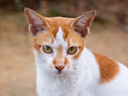 Рыжий котик